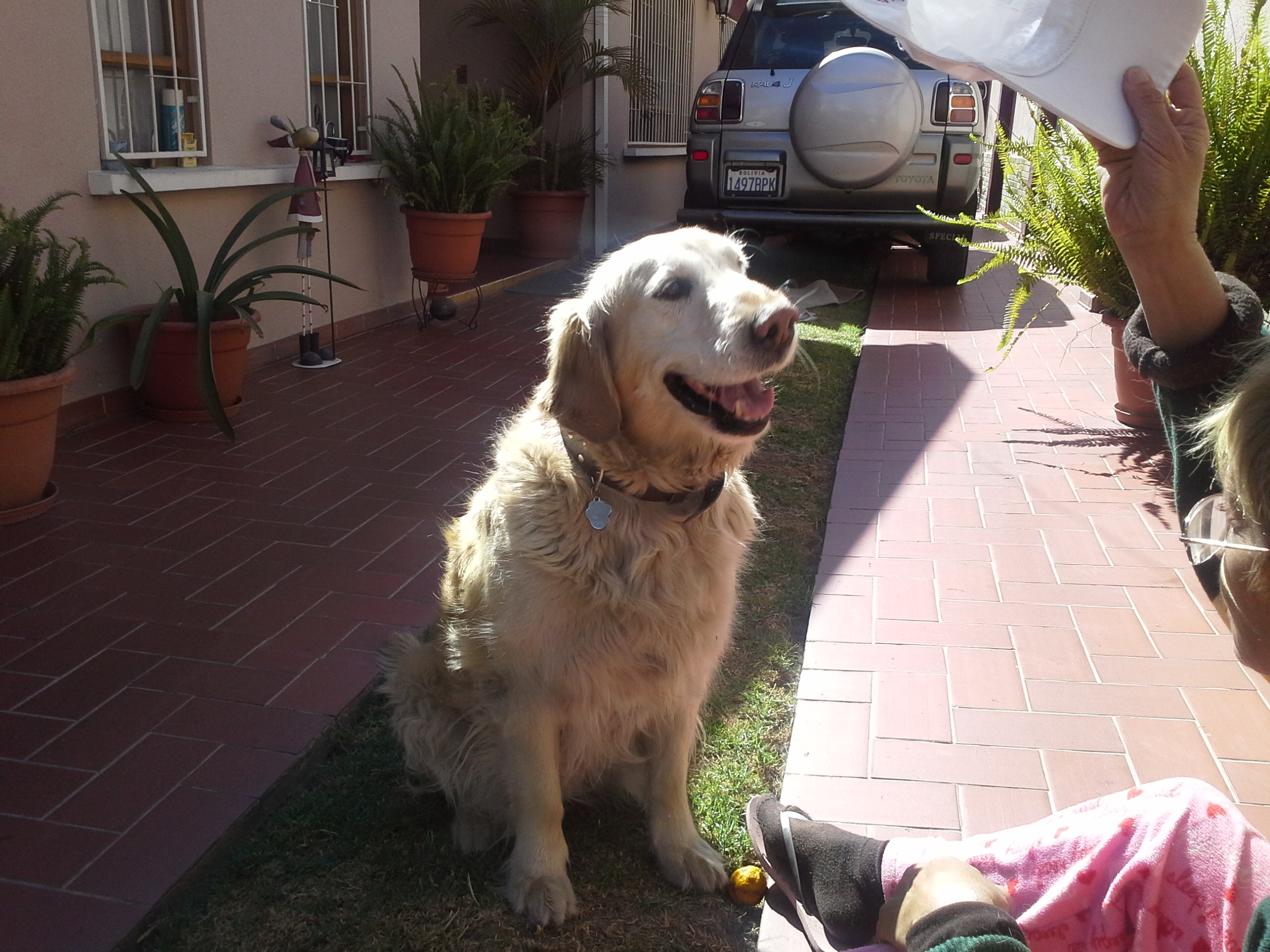 When you wished your dog could talk…